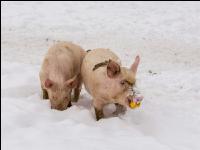 Schweine im Schnee 21