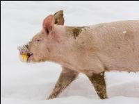 Schweine im Schnee 20