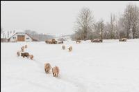 Schweine im Schnee 18