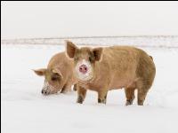 Schweine im Schnee 17