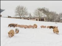 Schweine im Schnee 14