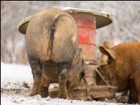 Schweine im Schnee 10