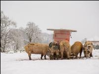 Schweine im Schnee 9