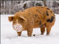 Schweine im Schnee 8
