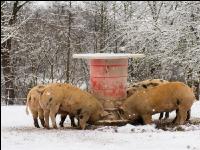 Schweine im Schnee 7
