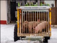 Schweine im Schnee 6