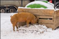 Schweine im Schnee 3