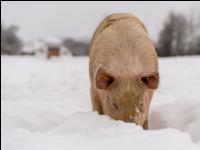 Schweine im Schnee 1