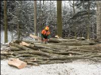 Buchen fällen 43