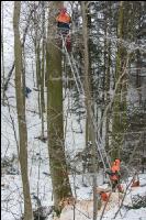 Buchen anseilen 3