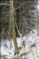 Buchen anseilen 2