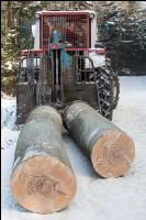 Buchen fällen 32