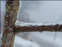 Eisregen 40