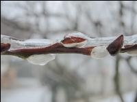 Eisregen 36