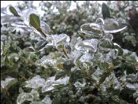 Eisregen 33