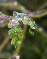 Eisregen 32