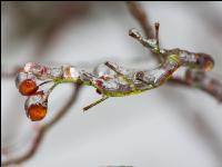Eisregen 31