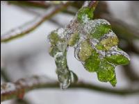 Eisregen 30