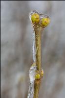 Eisregen 28