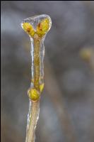 Eisregen 20