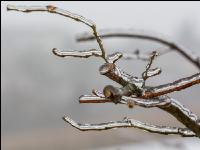 Eisregen 19