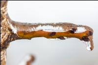 Eisregen 15