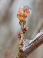 Eisregen 14