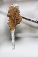 Eisregen 13