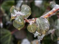 Eisregen 11
