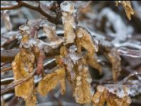 Eisregen 8