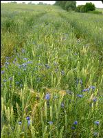 Kornblumen Weizen 3