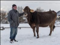Landwirt und Braunviehkuh 3