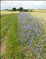 Kornblumen Feldrand 1