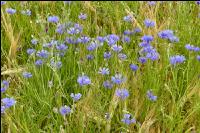 Kornblumen Gerste 1