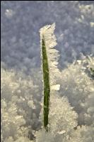 Eiskristalle Getreideblatt 2
