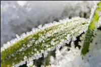 Eiskristalle Getreideblatt 1