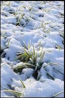 Getreidefeld Winter 7