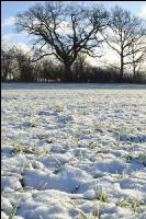 Getreidefeld Winter 3