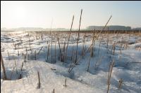 Senfstoppel im Schnee 8