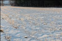 Senfstoppel im Schnee 7