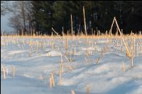 Senfstoppel im Schnee 6