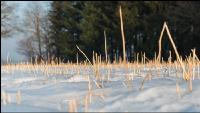 Senfstoppel im Schnee 5