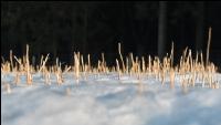 Senfstoppel im Schnee 4