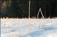 Senfstoppel im Schnee 3
