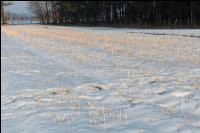 Senfstoppel im Schnee 2