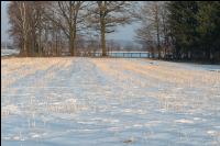 Senfstoppel im Schnee 1
