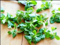 Feldsalat 1