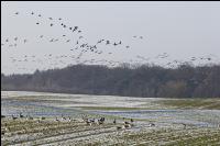 Wildgänse Getreide