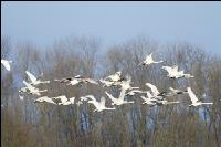 Schwäne im Flug