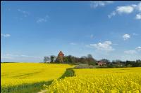 Rapsblüte Mecklenburg 4